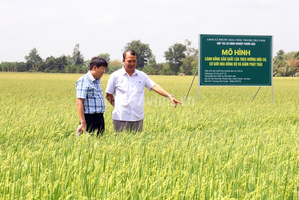 HTX nông nghiệp Phước Hảo sản xuất lúa chất lượng cao giúp hàng chục lao động địa phương có công việc ổn định.