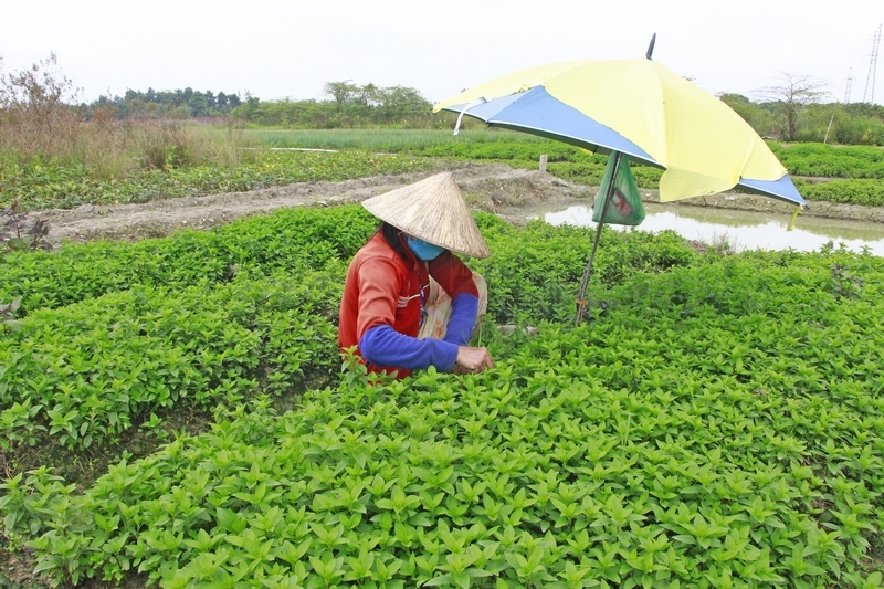 Nhiều HTX nông nghiệp hoạt động ổn định, có hiệu quả, tăng thu nhập cho thành viên