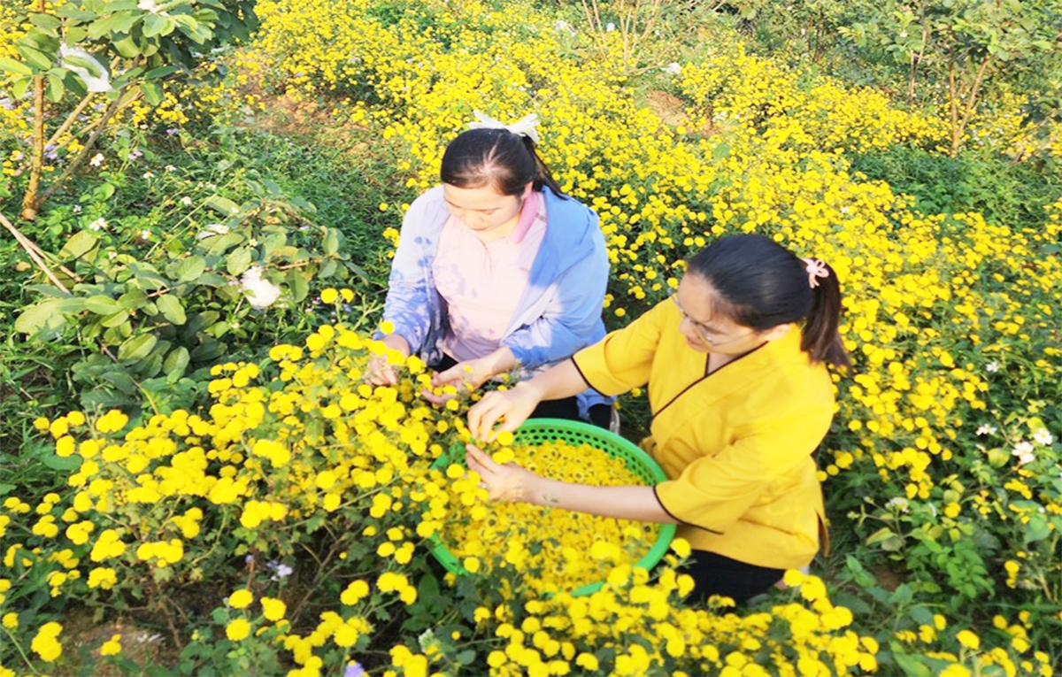 Lục Ngạn đang thúc đẩy chuyển đổi sản xuất theo hướng hữu cơ, mang lại giá trị bền vững cho người dân.