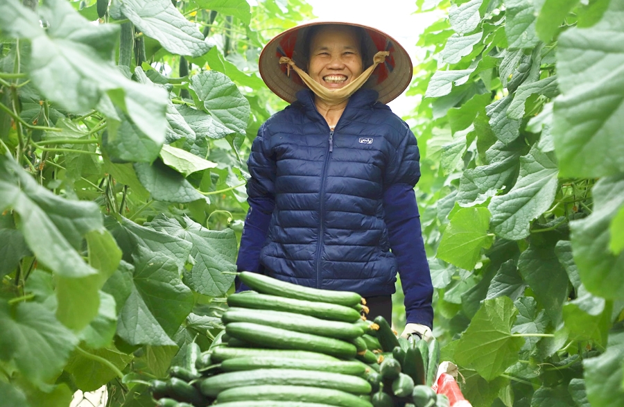 Việc đưa khoa học công nghệ vào sản xuất giúp nông dân, HTX ở Kinh Môn thắng lớn &lpar;Ảnh:BHD&rpar;.