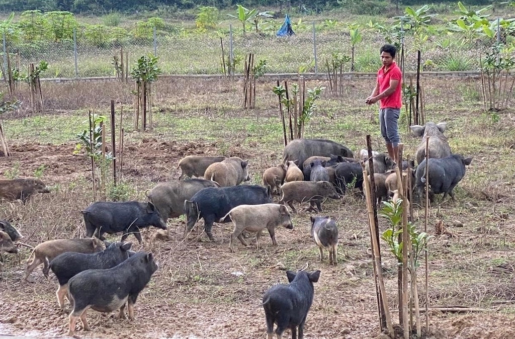 Mô hình chăn nuôi heo đen bản địa theo hướng liên kết mở ra hướng thoát nghèo bền vững cho người dân Nam Giang.