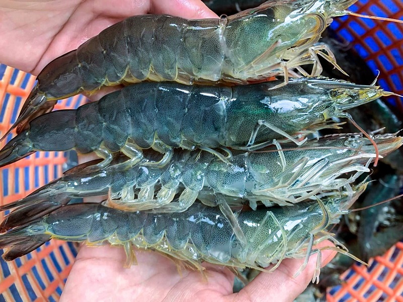 Xuất khẩu tôm 3 tháng đầu năm đạt 939 triệu USD, tăng trên 37% so với cùng kỳ, tuy nhiên ngành tôm Việt Nam đang đối mặt với hàng loạt thách thức về thuế quan và sự cạnh tranh.