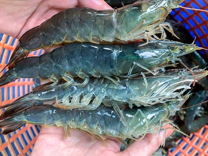 Xuất khẩu tôm 3 tháng đầu năm đạt 939 triệu USD, tăng trên 37% so với cùng kỳ, tuy nhiên ngành tôm Việt Nam đang đối mặt với hàng loạt thách thức về thuế quan và sự cạnh tranh.