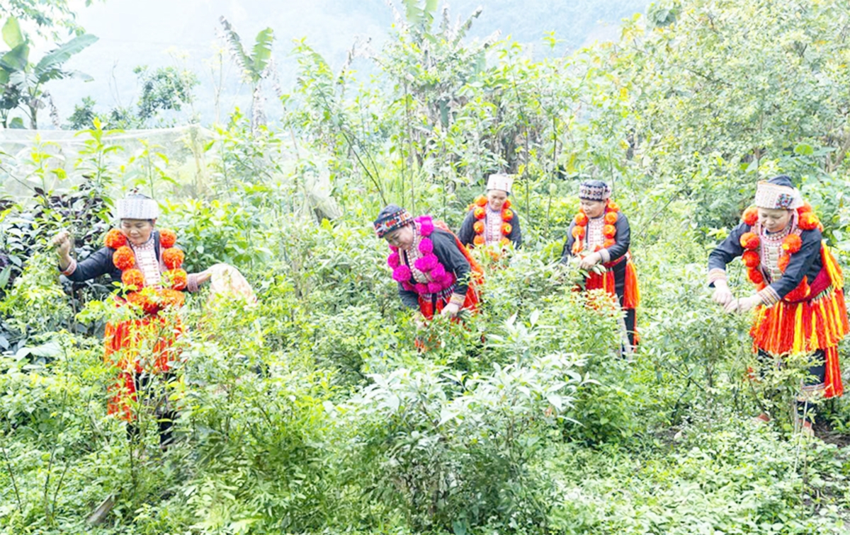 Cây dược liệu đang mang lại nguồn thu nhập cao cho người dân, đặc biệt là người dân tộc thiểu số ở Lâm Bình.