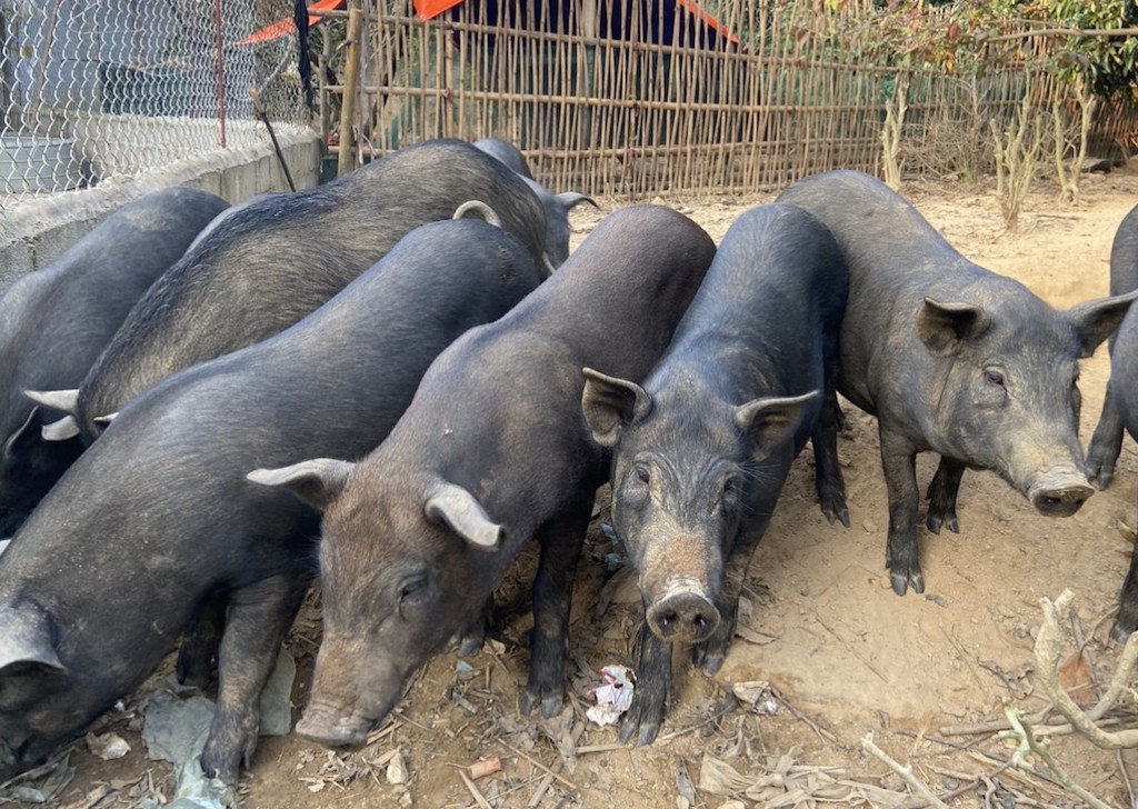 Heo đen bản địa có sức đề kháng tốt nên rất ít khi bị nhiễm bệnh và có giá trị kinh tế cao.