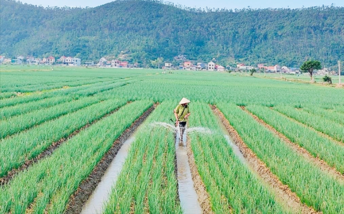 Các cây trồng thế mạnh ở Kinh Môn đang phát huy hiệu quả cao nhờ đổi mới phương thức sản xuất &lpar;Ảnh: BHD&rpar;.