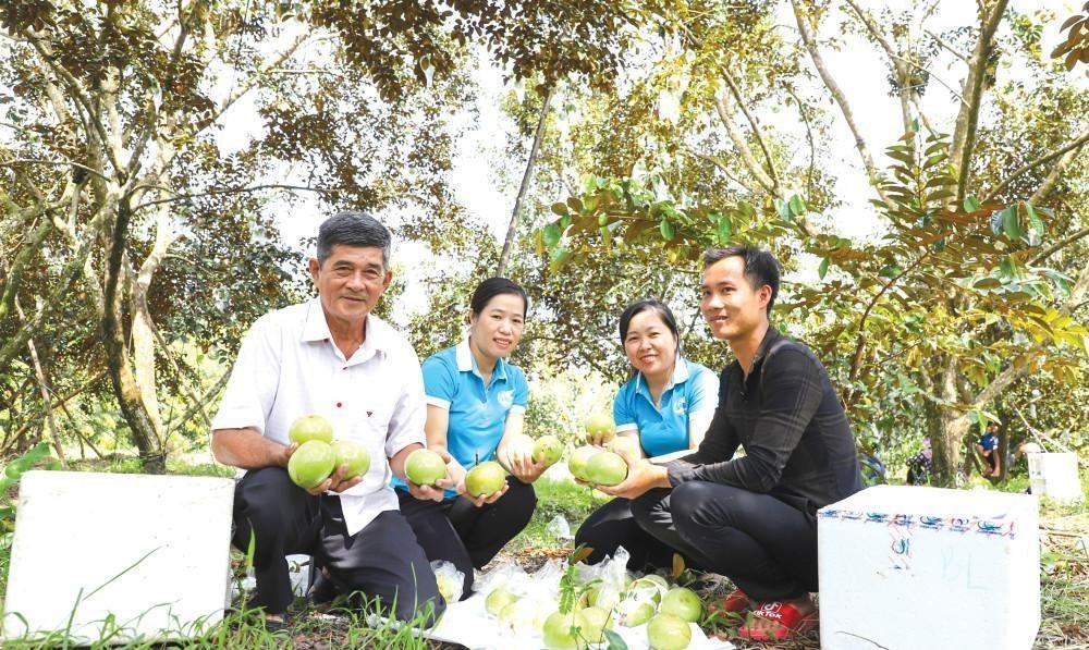 Nhiều HTX ở Cần Thơ đang giúp thành viên, người dân nâng cao thu nhập.