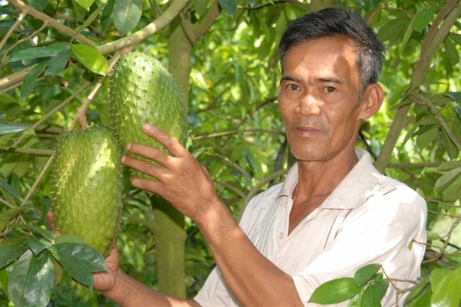 Mãng cầu là một đặc sản ở huyện Phụng Hiệp cần phát triển theo chuỗi giá trị hàng hóa.