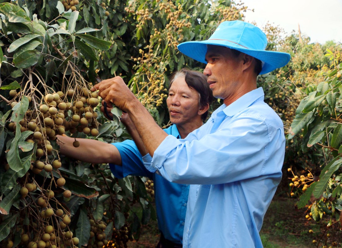 Cây nhãn là đặc sản địa phương và đang cho giá trị kinh tế cao.