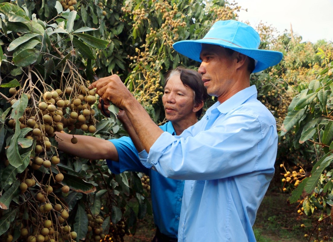 Cây nhãn là đặc sản địa phương và đang cho giá trị kinh tế cao.