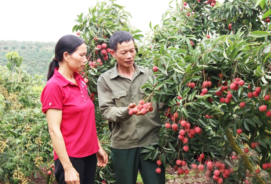 Cây ăn trái là thế mạnh giúp HTX, nông dân Lục Ngạn thoát nghèo, làm giàu.