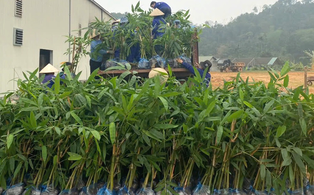 Hỗ trợ cây giống cho bà con Văn Chấn tham gia dự án liên kết sản xuất.