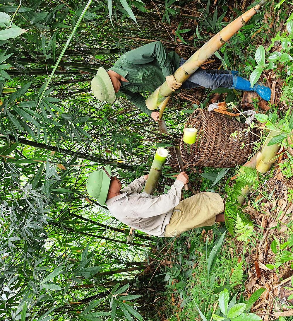 Hơn 100 hộ dân tại 2 xã Thượng Bằng La, Tân Thịnh và thị trấn Nông trường Trần Phú được hưởng những hỗ trợ khi tham gia Dự án liên kết sản xuất theo chuỗi giá trị tre măng Bát độ.