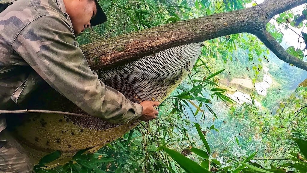 Đa số các hộ dân trong xã Phước Lộc đều sở hữu hàng chục bọng ong.