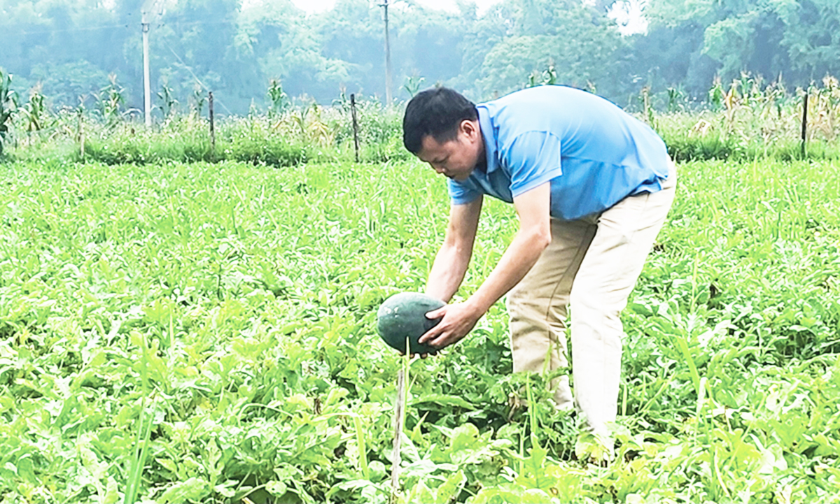 Sản xuất thông minh hơn giúp đồng bào dân tộc thiểu số huyện Hòa An tăng giá trị kinh tế.
