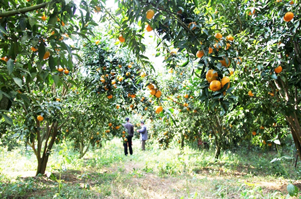 Đồng bào dân tộc thiểu số ở Hòa An đang nâng cao giá trị sản xuất nhờ tư duy mới.