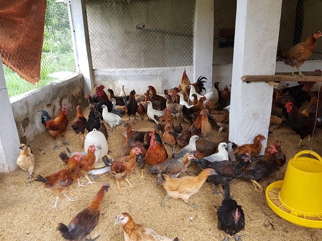 HTX đã xây dựng được chuỗi giá trị trong chăn nuôi, giúp nhiều hộ thành viên thoát nghèo.