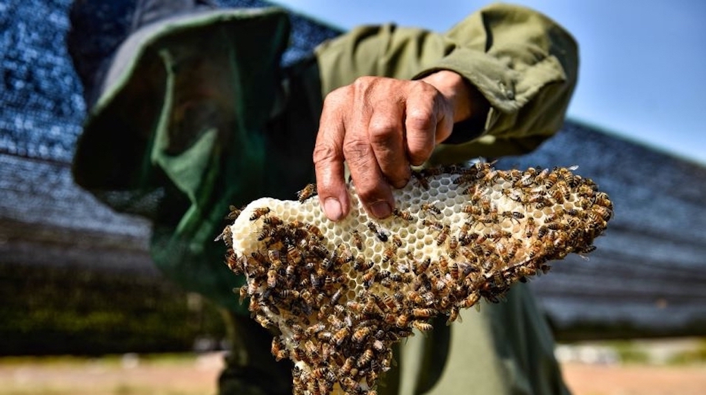 Nhiều hộ dân thoát nghèo khi tham gia vào Tổ hợp tác sản xuất nông nghiệp và dịch vụ Phước Lộc với mô hình nuôi ong lấy mật mang lại hiệu quả kinh tế cao.