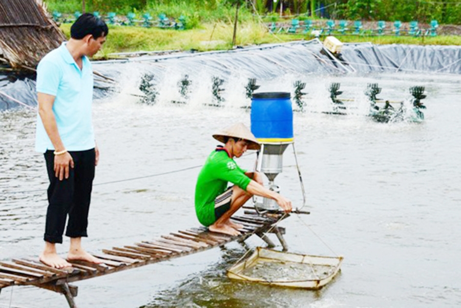 Các HTX đang trở thành điểm tựa cho nông dân huyện Cái Nước.