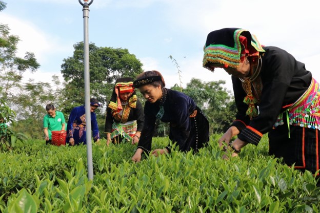 HTX có vai trò quan trọng trong việc tạo sinh kế, nâng thu nhập cho người dân.