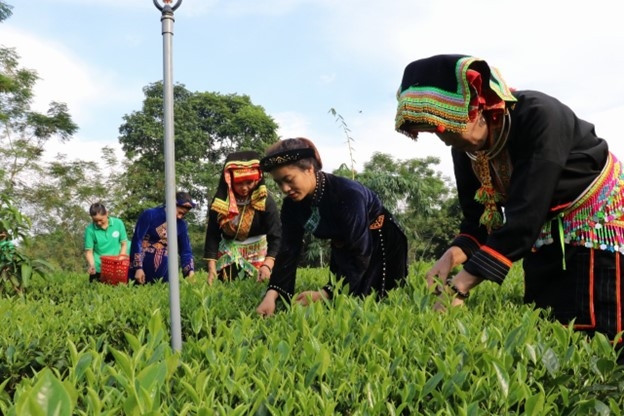 HTX có vai trò quan trọng trong việc tạo sinh kế, nâng thu nhập cho người dân.
