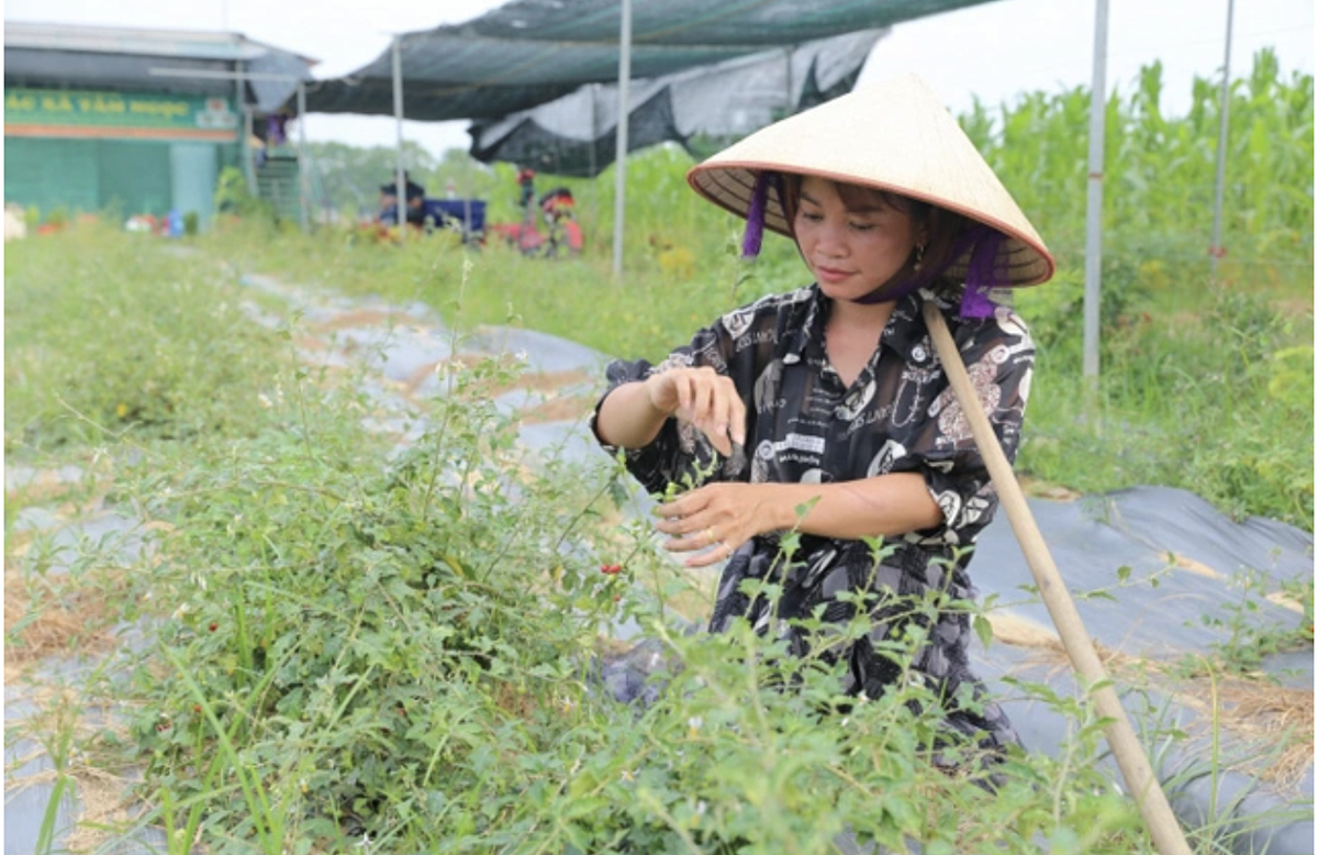 Người dân Hà Nội đã chuyển đổi sang trồng dược liệu đem lại nguồn thu nhập cao hơn.