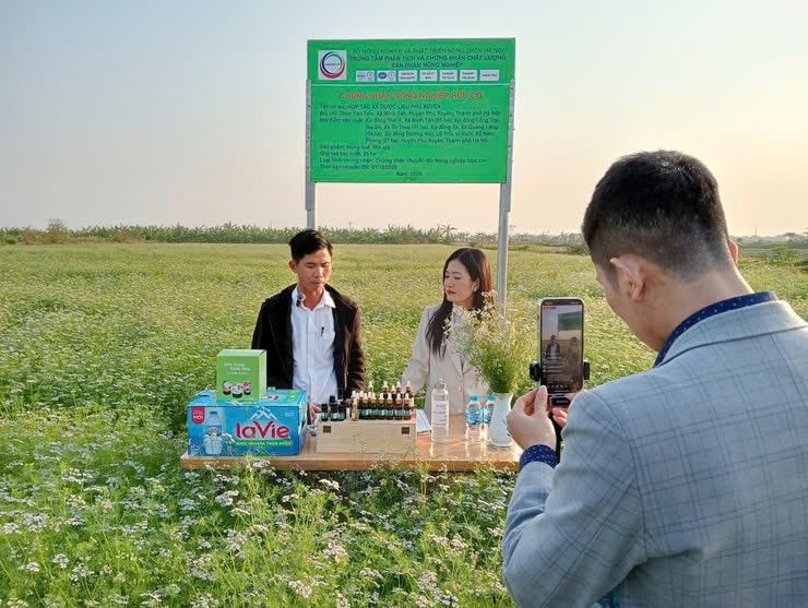 HTX Dược liệu Phú Xuyên chú trọng chuyển đổi số trong tiêu thụ tại nơi trồng dược liệu.