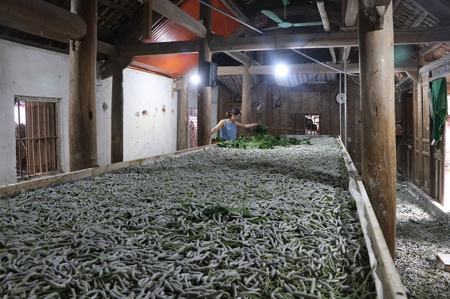 Nhờ liên kết giữa HTX với công ty, toàn bộ kén tằm của các hộ dân được thu mua, giá cả thu mua cũng ổn định hơn so với tư thương.