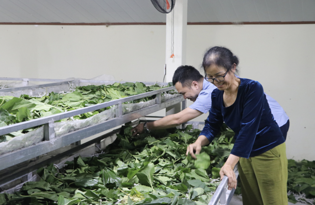 Huyện Trấn Yên là vựa dâu tằm lớn nhất tỉnh Yên Bái, với gần 1.000 ha, mỗi năm thu về giá trị trên 300 tỷ đồng.