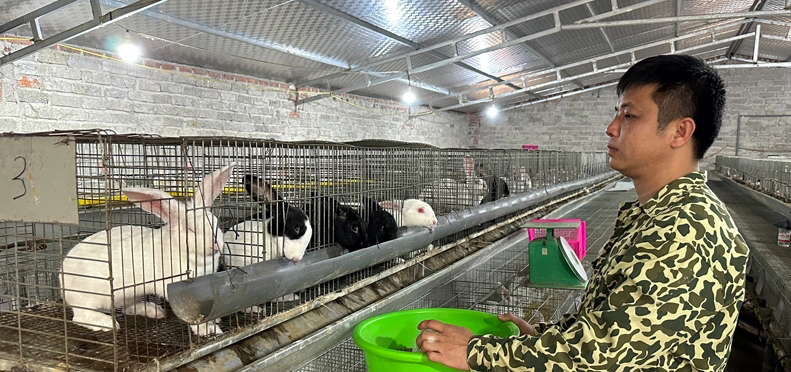 Mô hình chăn nuôi thỏ của HTX Sản xuất và Dịch vụ nông lâm nghiệp Hoàng Trung