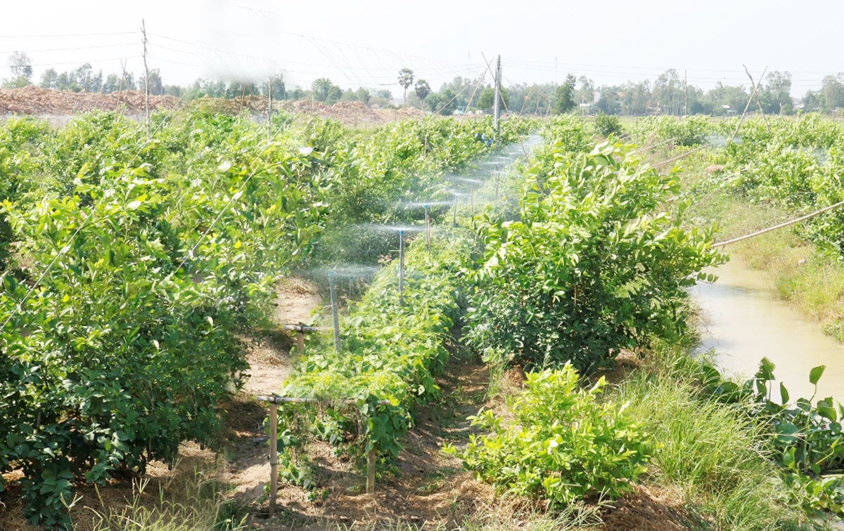 Chuyển đổi cơ cấu cây trồng theo hướng hàng hóa giúp người Khmer ở Tri Tôn đổi đời.