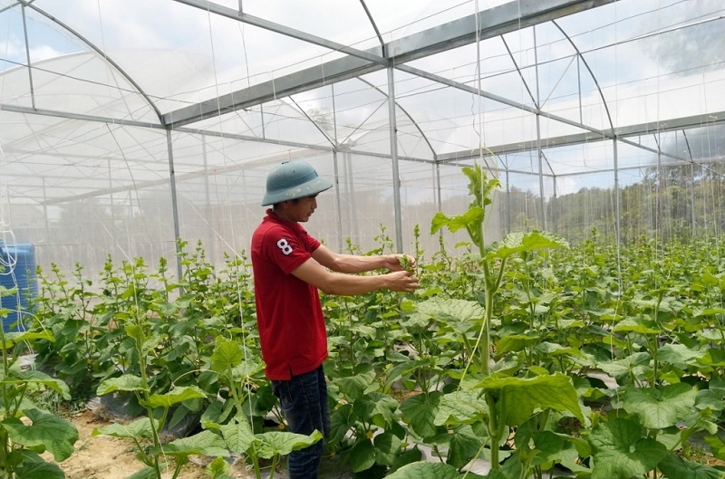 Anh Trương Thế Đô, Giám đốc HTX Sản xuất nông nghiệp hữu cơ Thành Đạt chăm sóc cây dưa lưới trong nhà màng.