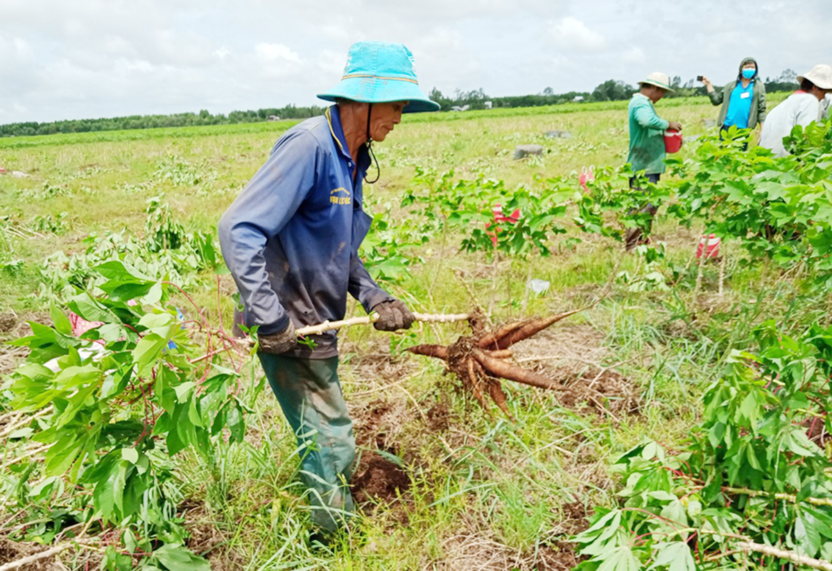 Vào HTX, tổ hợp tác giúp nông dân Tri Tôn có thêm điểm tựa sản xuất, làm giàu.