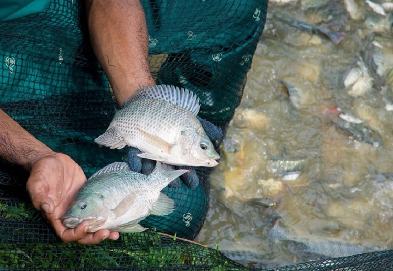 Bộ Nông nghiệp và Chăn nuôi Brazil chính thức thu hồi lệnh đình chỉ nhập khẩu cá rô phi của Việt Nam.