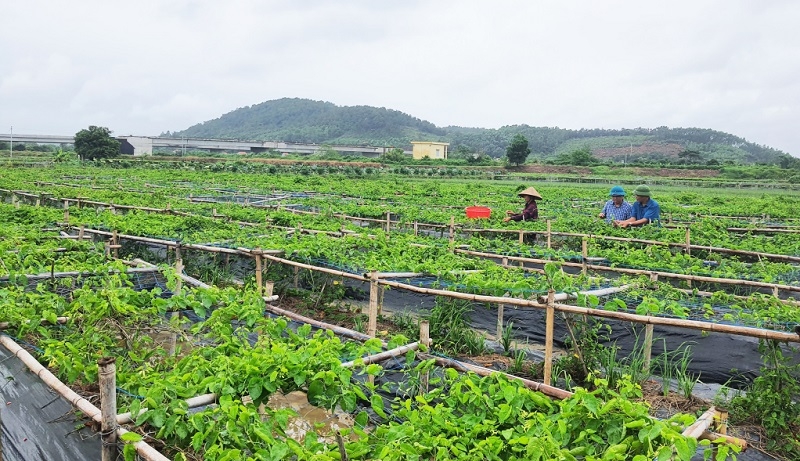 Nhiều thành viên HTX tại Quảng Ninh đẩy mạnh chuyển đổi cơ cấu cây trồng để nâng cao năng suất và chất lượng sản phẩm.