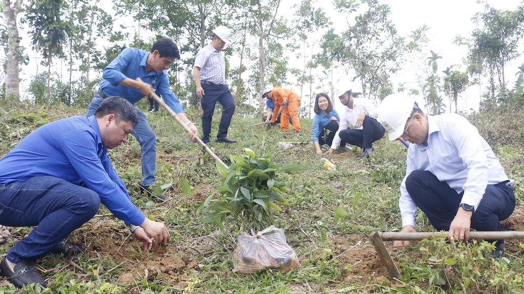 Một chương trình hỗ trợ trồng cây dược liệu ở Bắc Trà My.