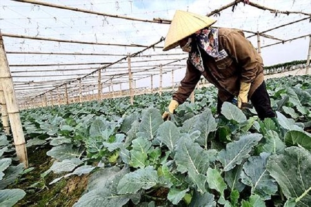 Sản xuất theo tiêu chuẩn VietGAP, nhiều hộ nông dân đã có thu nhập cao, giúp xóa đói giảm nghèo.