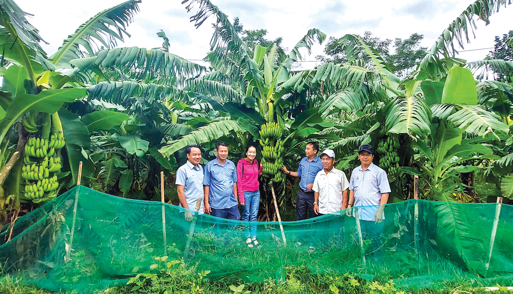 Tổ hợp tác trồng chuối lùn xã Tà Rụt đưa cây chuối lùn trở thành loại cây sản xuất hàng hóa, tạo việc làm và mang lại thu nhập ổn định cho người dân.