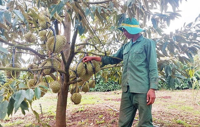 Chuyển đổi cơ cấu cây trồng, góp phần nâng cao thu nhập, xóa đói, giảm nghèo cho người dân Gia Lai.