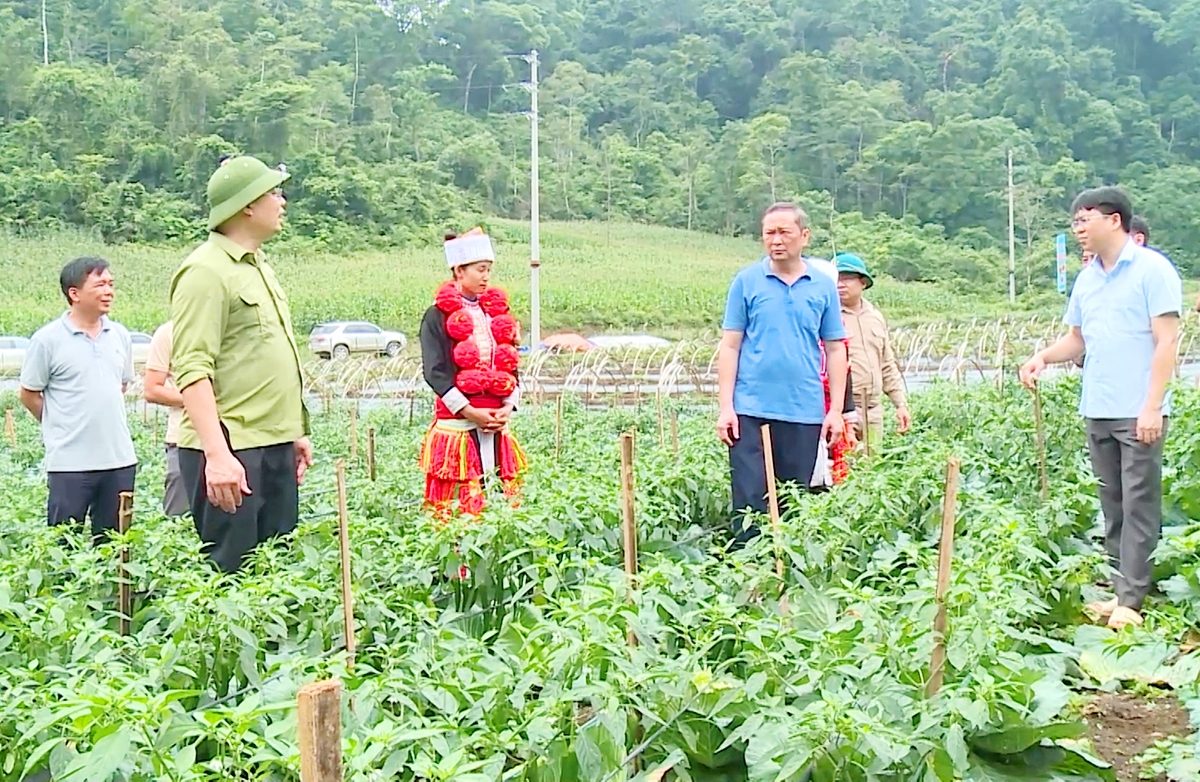 Chuyển đổi cơ cấu cây trồng thành công giúp nông dân, HTX ở Na Hang xóa đói giảm nghèo, làm giàu.