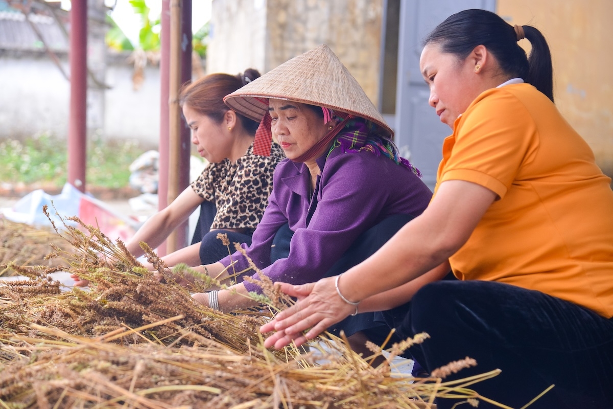 Người dân Than Uyên sơ chế cây chia lấy hạt. Ảnh: Hợp tác xã Nhà xanh toàn cầu.