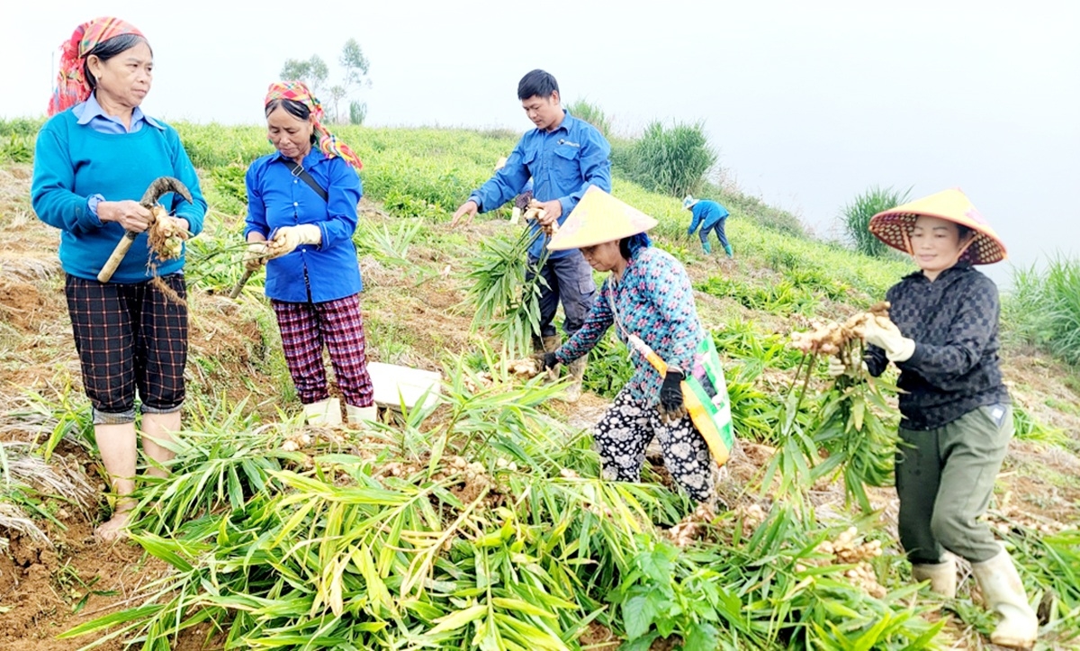 Chuyển đổi từ cây trồng cũ kém hiệu quả sang cây trồng mới theo hướng hàng hóa giúp nông dân, HTX ở Xín Mần giảm nghèo, làm giàu.