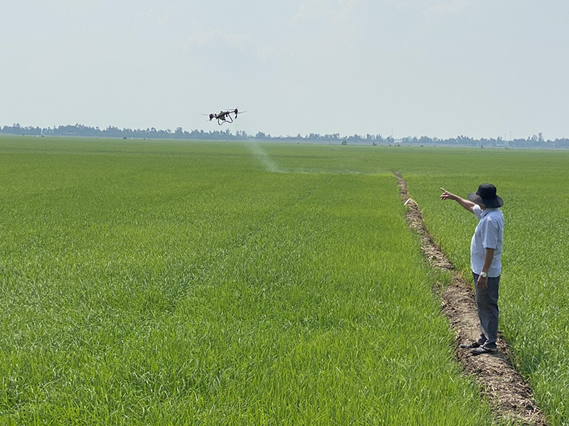 Ông Chung Văn Liệu, Chủ tịch HĐQT HTX Dịch vụ nông nghiệp Hòa Bình quan sát thiết bị bay không người lái