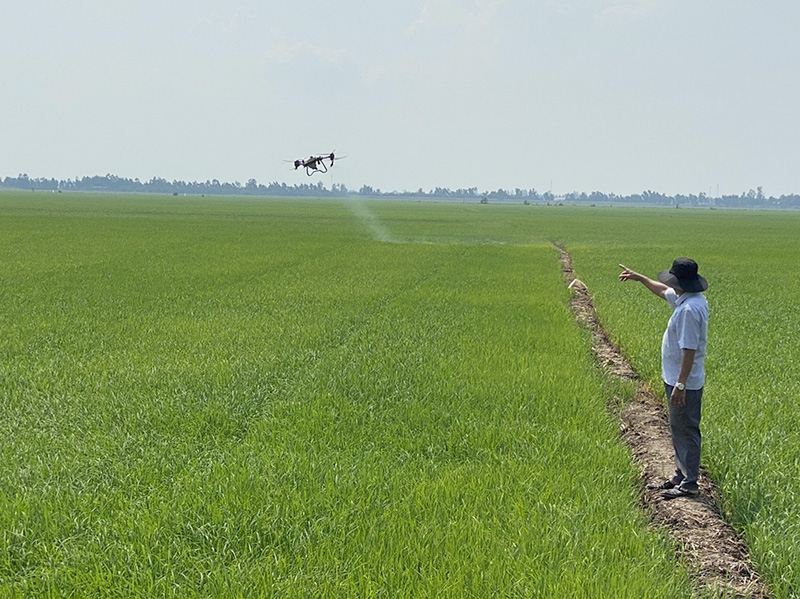 Ông Chung Văn Liệu, Chủ tịch HĐQT HTX Dịch vụ nông nghiệp Hòa Bình quan sát thiết bị bay không người lái