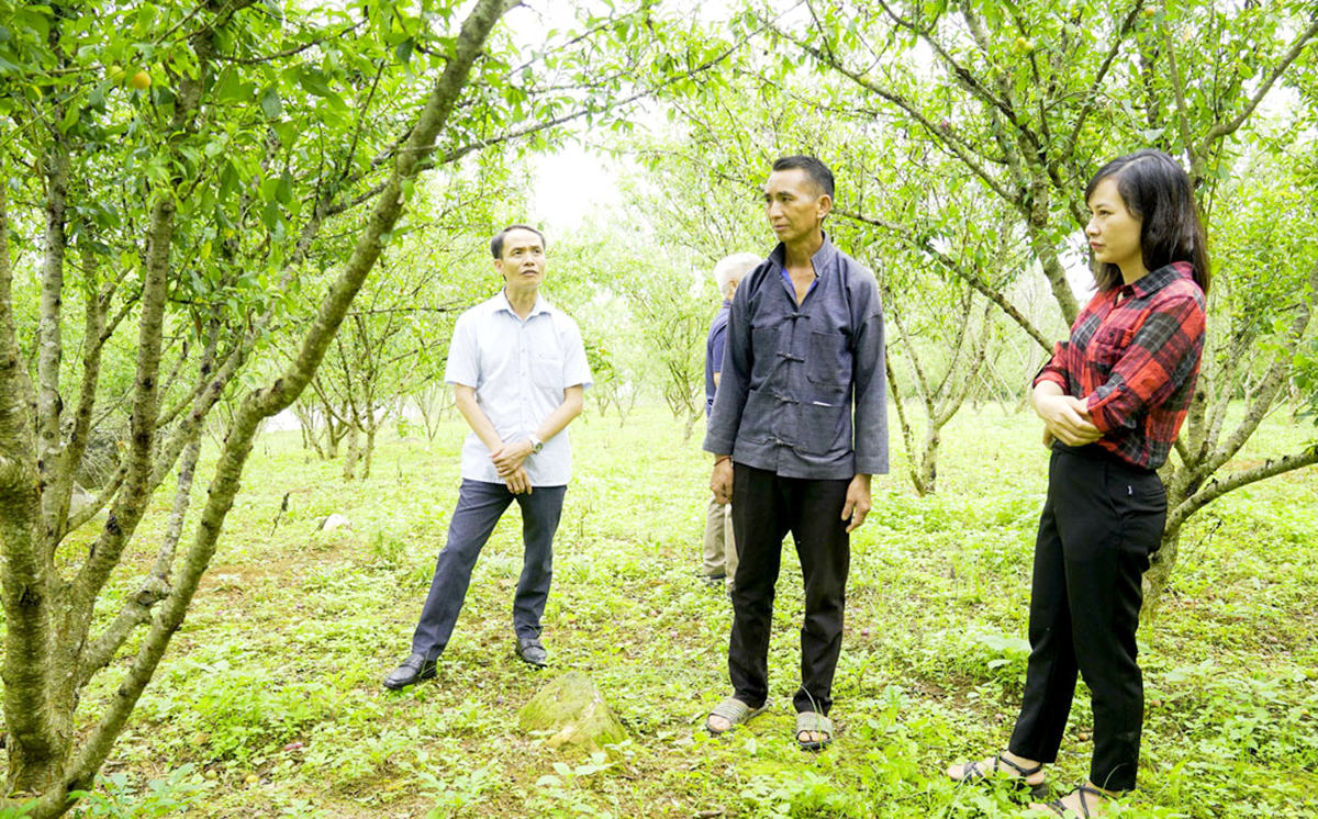 Sự ra đời của các HTX là một trong những điểm tựa trong quá trình chuyển đổi cơ cấu cây trồng, xóa đói giảm nghèo ở Xín Mần.