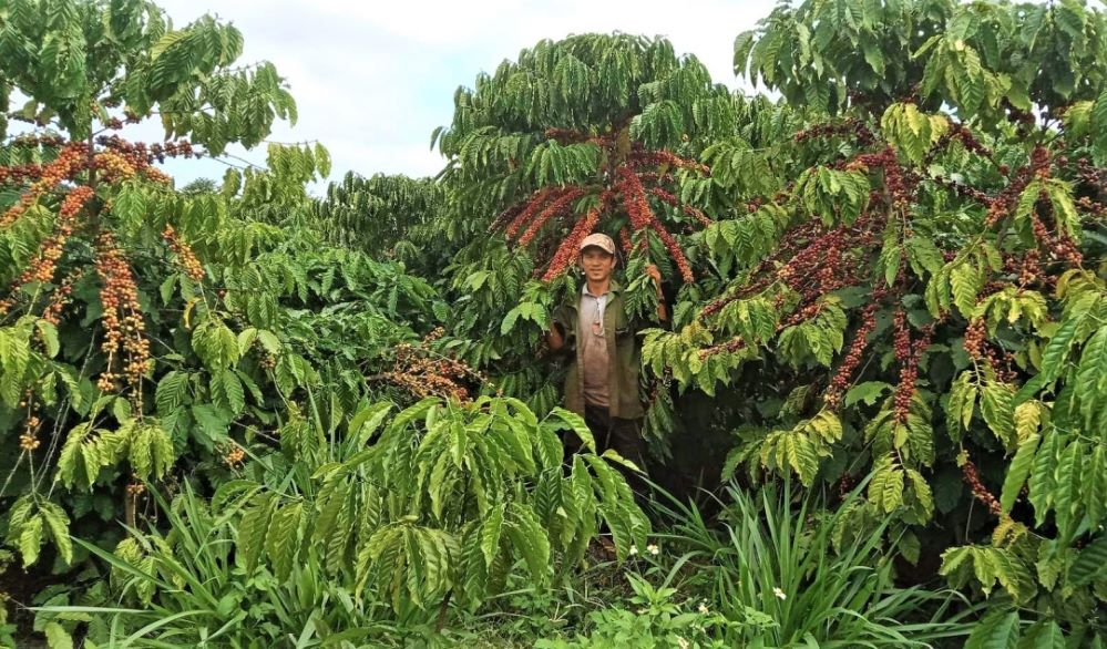 Những mô hình sản xuất sạch, hữu cơ đang tạo bước chuyển mới trong sản xuất nông nghiệp.