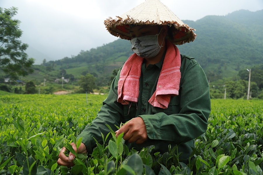 Thu nhập của nhiều người dân được nâng cao nhờ tham gia các HTX.