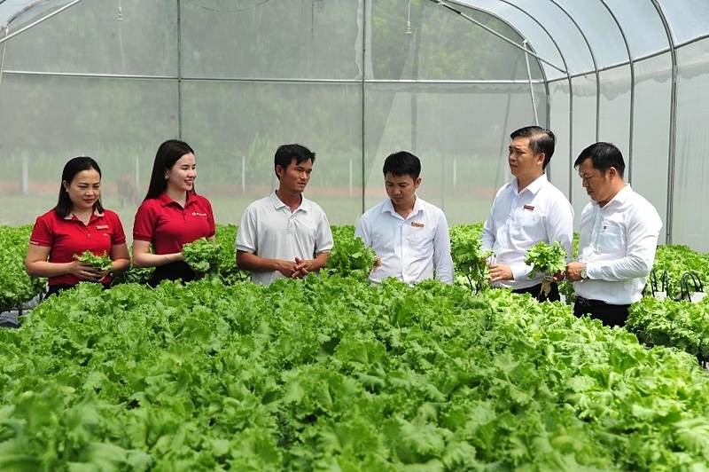 Cán bộ Agribank chi nhánh Bắc Long An thăm mô hình trồng rau thủy canh của anh Lê Văn Dể.