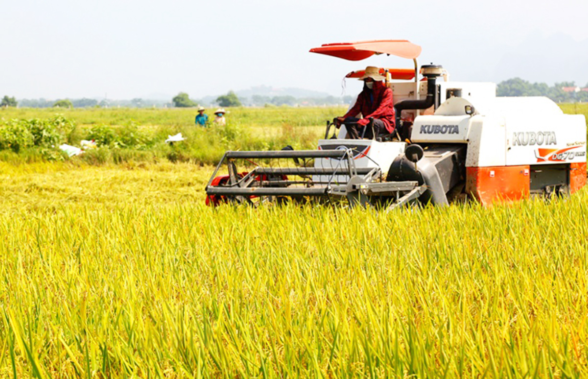 Quá trình chuyển đổi sản xuất ở Nho Quan đang cho thấy hiệu quả tích cực, mang lại giá trị cao hơn cho nông dân, HTX.