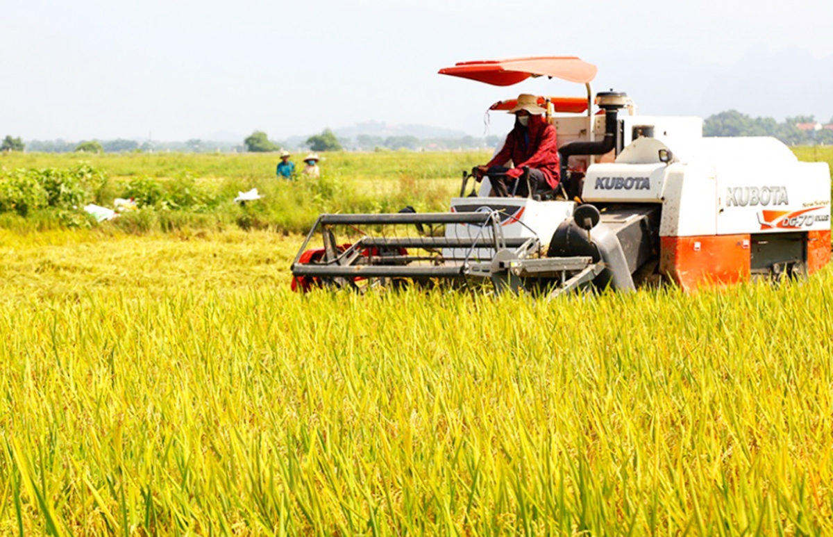 Quá trình chuyển đổi sản xuất ở Nho Quan đang cho thấy hiệu quả tích cực, mang lại giá trị cao hơn cho nông dân, HTX.